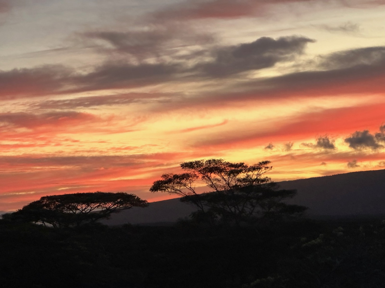 Flat-topped albizia canopies silhouetted against a red and orange sunset over the slope of the volcano.