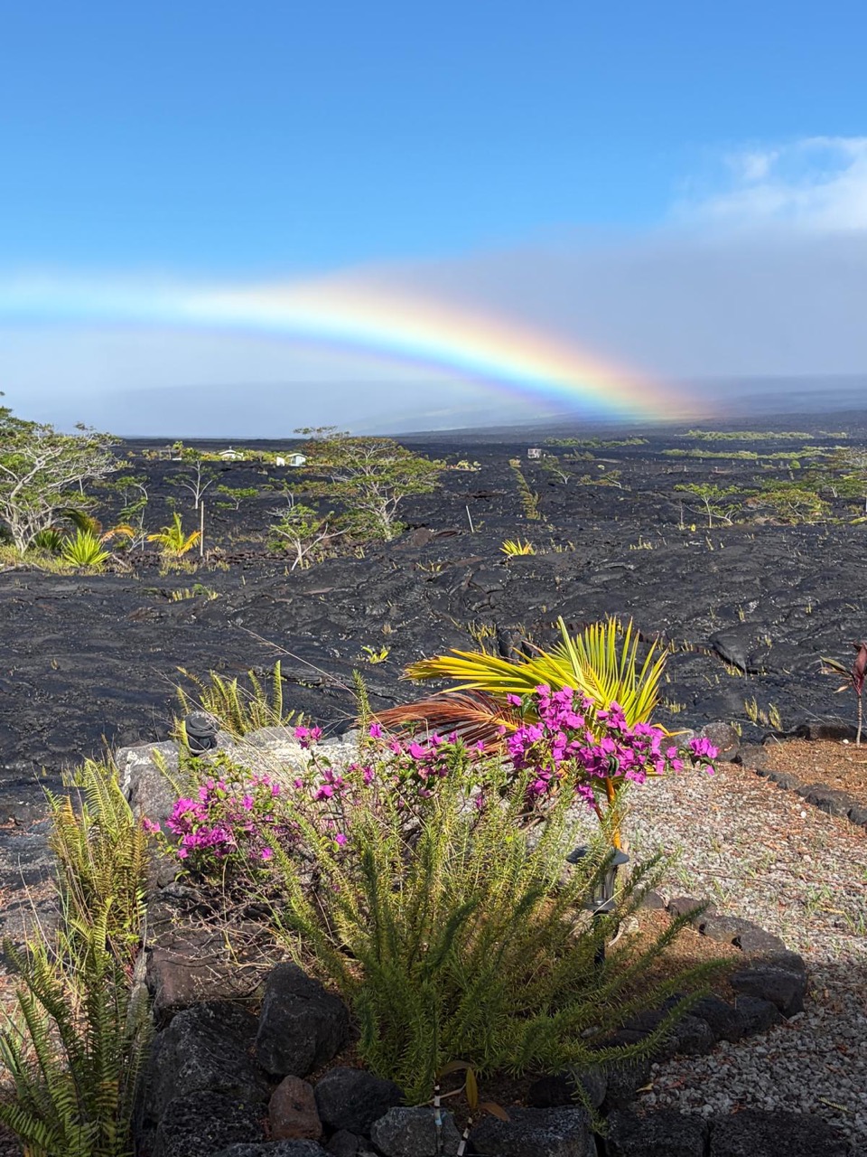 A rainbow over the black lava field seen from the property, with bougainvillea and ferns planted in the foreground.